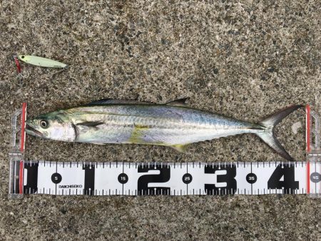 太刀魚いい感じ